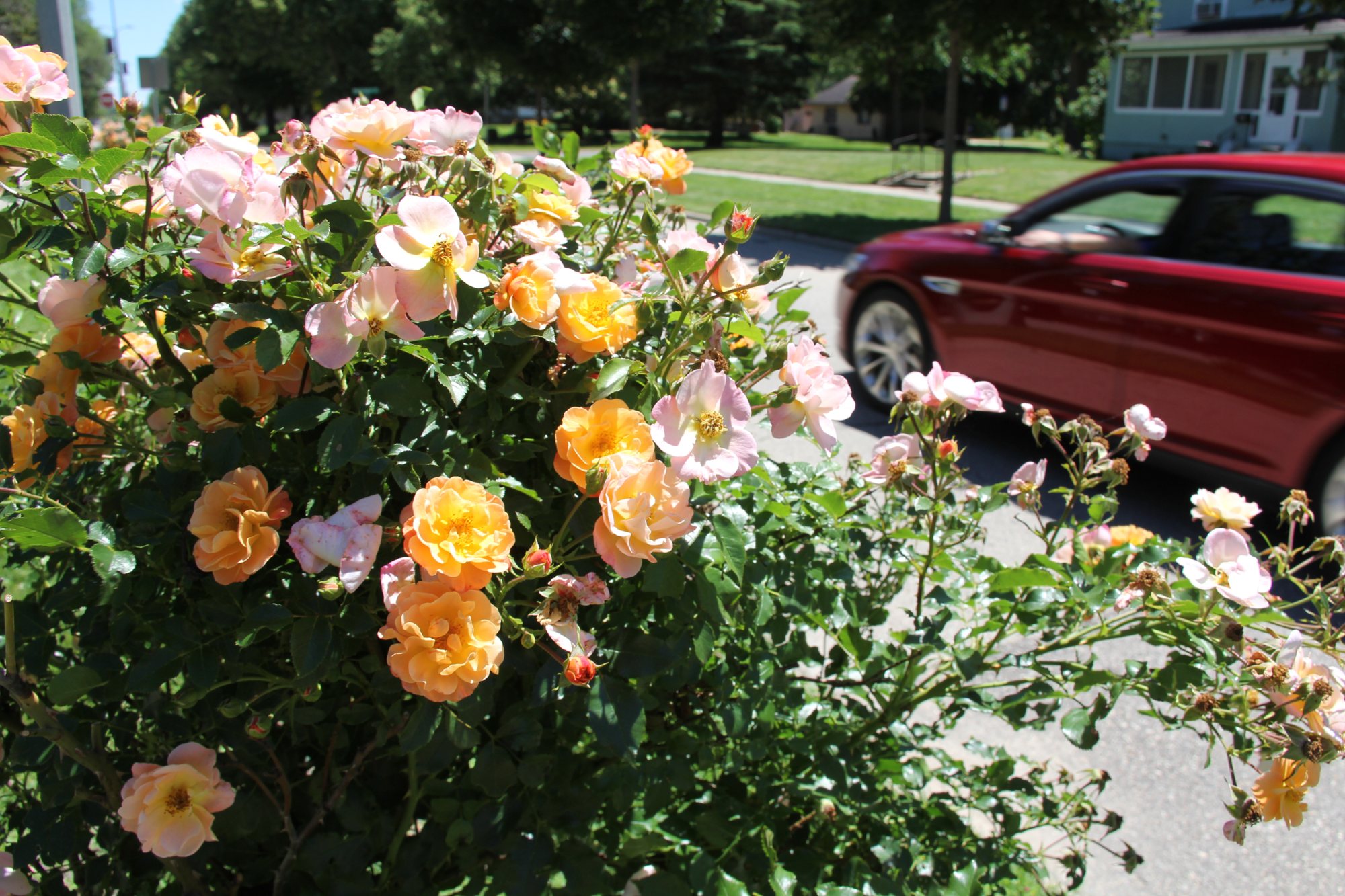 Peach and pink rose bush in bloom beside the highway with a red car passing